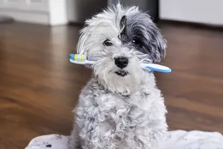 Стоматологическая клиника взяла на работу пса-дантиста. С ним никому не страшно!