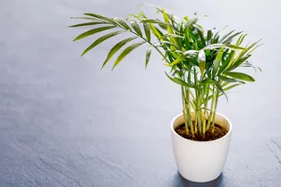 Хамедорея: особенности ухода за лучшей комнатной пальмой