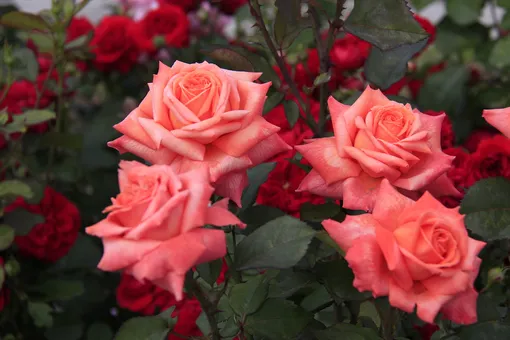 Обрезка чайно-гибридных роз