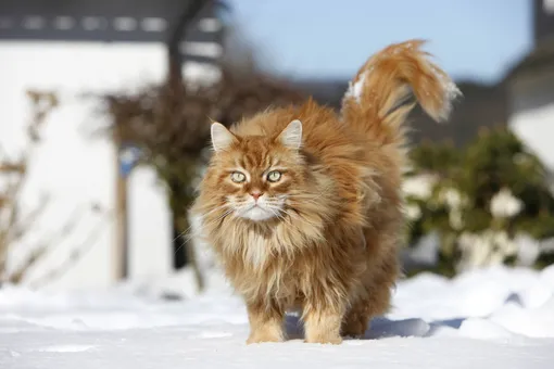 мейн кун фото мейн кун фото