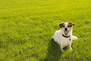 Зачем посыпать газон песком, и как это делать правильно Зачем посыпать газон песком, и как это делать правильно