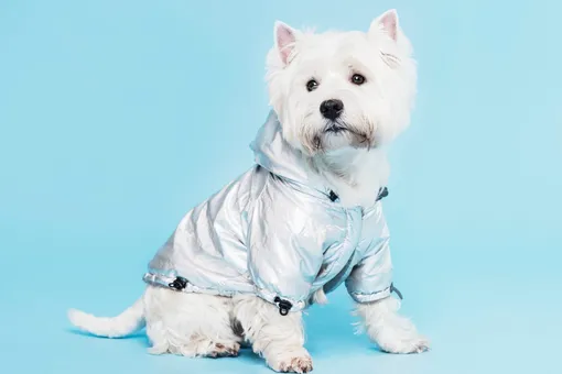 Нужна ли собакам одежда зимой? Ответила ветеринар Нужна ли собакам одежда зимой? Ответила ветеринар