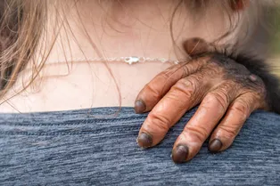 Плачет в разлуке: женщину не пускают в зоопарк из-за «романа» с шимпанзе