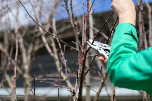 работы в саду в апреле работы в саду в апреле