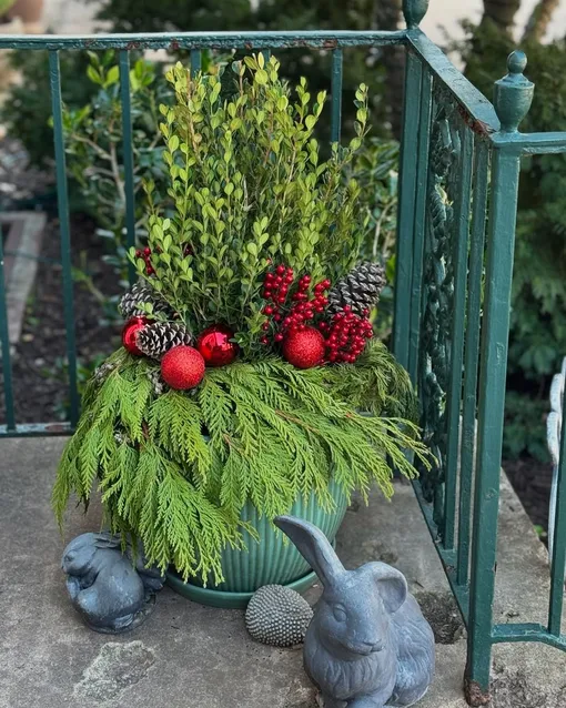 балконные растения для нового года балконные растения для нового года