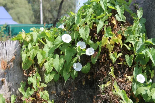 Определение вьющихся сорняков