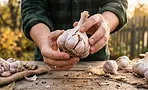 Возился с «эстонским методом» два сезона — головки чеснока так и не выросли. Зато вот что помогло Возился с «эстонским методом» два сезона — головки чеснока так и не выросли. Зато вот что помогло