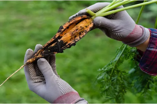 Спасайте урожай: почему морковь трескается и что с этим делать