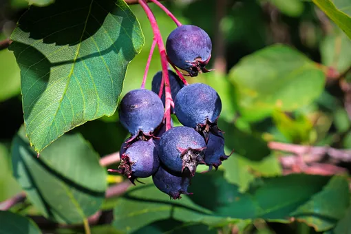ветка с ягодами ирги