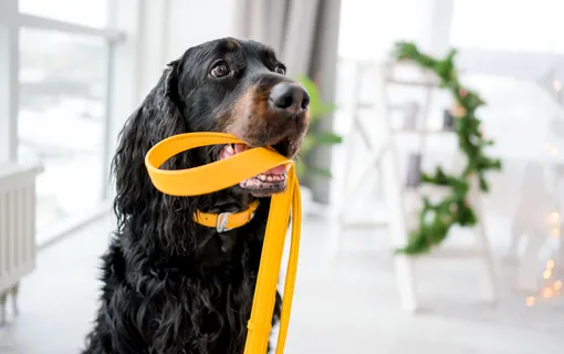 5 простых способов оценить интеллект вашей собаки