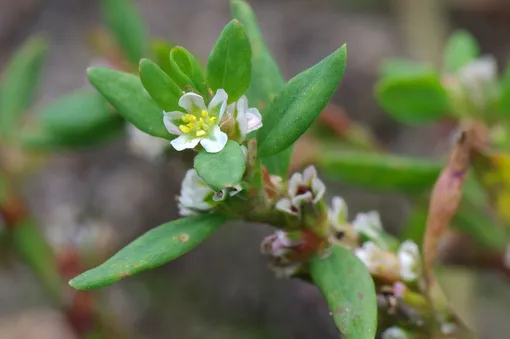 Горец хорошо скроет старый заборчик Горец хорошо скроет старый заборчик