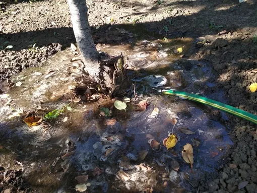 Как правильно поливать: 5 правил, чтобы не навредить