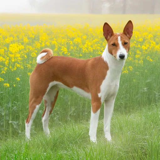 бассенджи порода бассенджи порода