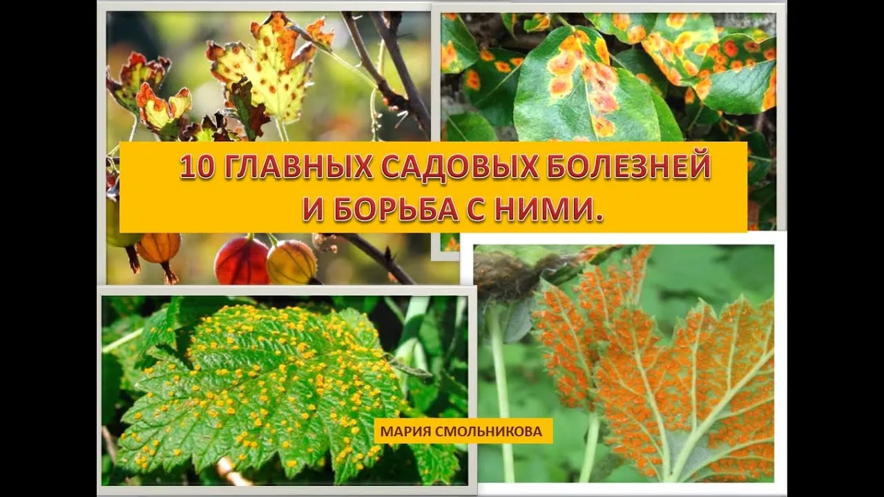Нажми и смотри Нажми и смотри