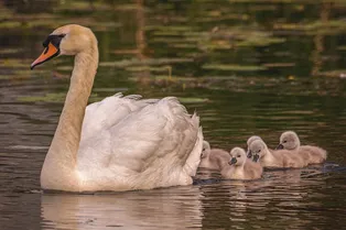 Отец года: лебедь, потерявший пару, взялся растить семерых птенцов в одиночку