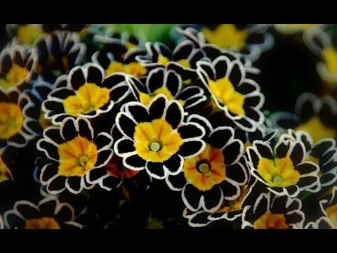 Нажми и смотри Нажми и смотри