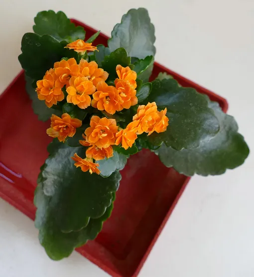 Уход за каланхоэ Блоссфельда в домашних условиях