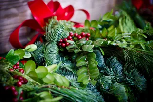 Не только ёлка: какие растения создадут праздничное настроение на Новый год