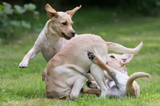 Как меняется поведение собак с возрастом