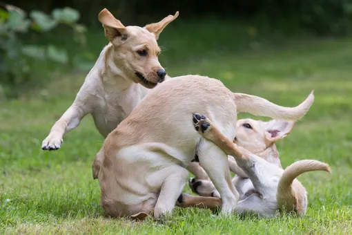 Как меняется поведение собак с возрастом