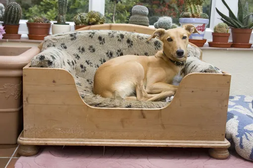 Гид по подаркам собакам к Новому году: 20 идей от 300 до 3000 рублей Гид по подаркам собакам к Новому году: 20 идей от 300 до 3000 рублей