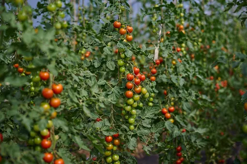 20 забавных фактов про томаты фото