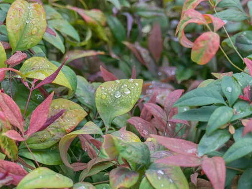 Нандина Сила огня (Nandina domestica Fire Power) Нандина Сила огня (Nandina domestica Fire Power)
