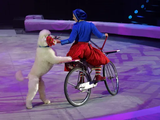 Собаки в цирке фото