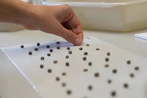 6 умных способов хранения семян зимой 6 умных способов хранения семян зимой