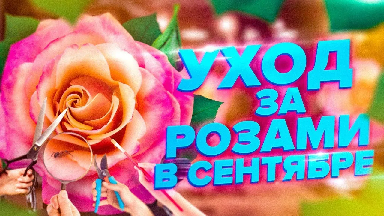 Нажми и смотри