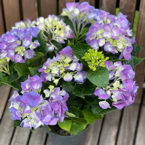 Слишком влажный климат (особенно в сочетании с холодом) способствует развитию гнили, однако в стандартных квартирных условиях гортензии чаще страдают от сухости. Слишком влажный климат (особенно в сочетании с холодом) способствует развитию гнили, однако в стандартных квартирных условиях гортензии чаще страдают от сухости.