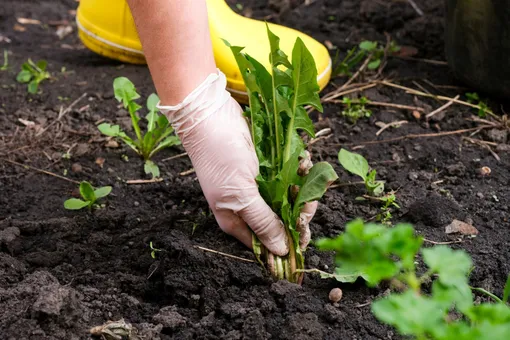 Вырываем сорняки до того, как они зацветут
