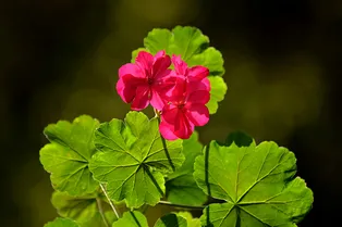 Как пересадить герань весной 2026: подходящие периоды, подготовка грунта и секреты пересадки