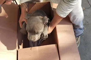 «Папа ее бьёт»: в приют подбросили щенка с запиской от 12-летнего мальчика «Папа ее бьёт»: в приют подбросили щенка с запиской от 12-летнего мальчика