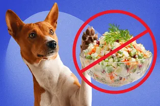 Уберите икру и оливье! Названы самые опасные для собак блюда на новогоднем столе