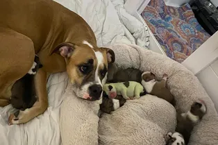 В канадской семье родился зелёный щенок. Почему он так выглядит?