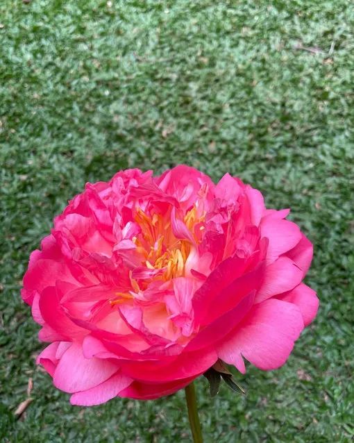 Пион «Корал Чарм» (Coral Charm) Пион «Корал Чарм» (Coral Charm)