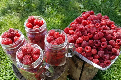 Как собирать до 5 килограммов малины с куста благодаря правильному уходу