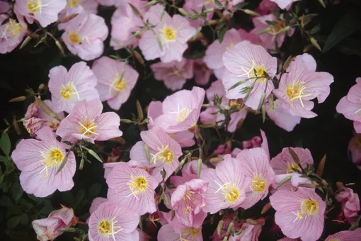 Ослинник, или энотера