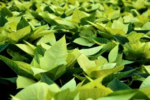 сорта пуансеттии