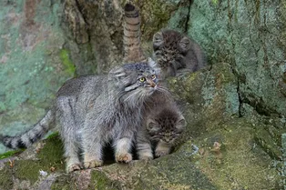 Потолстели втрое: котят манула, потерявших маму, спасли в бурятской деревне