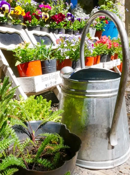 Горстку грибов для полива можно замачивать 2-3 раза Горстку грибов для полива можно замачивать 2-3 раза