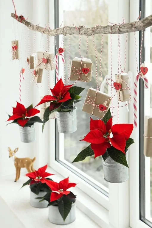 Пуансеттии для украшения окон