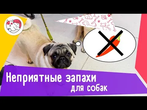 Нажми и смотри