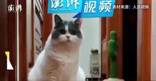 Кошка Маомао Кошка Маомао