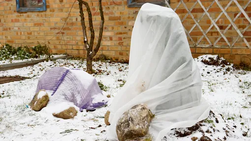 Почему розы гибнут под укрытием: 5 ошибок, из-за которых вы теряете кусты каждую весну