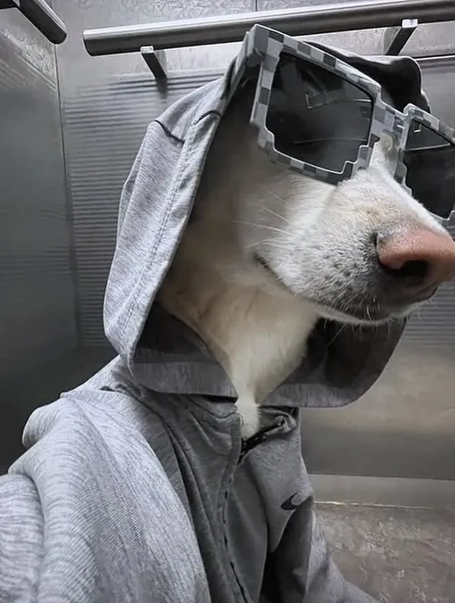 собака в очках