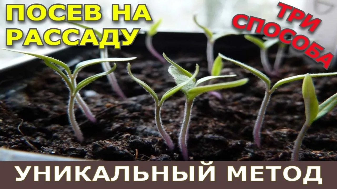 Нажми и смотри