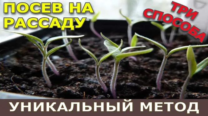 Нажми и смотри