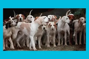 Тест: среди собак затаился дикий зверь — как быстро вы сможете его найти?